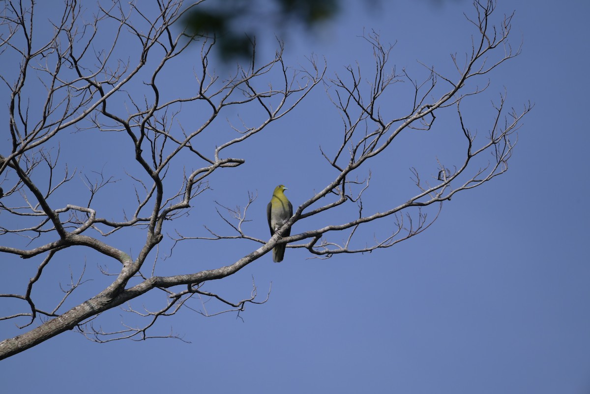 White-bellied Green-Pigeon - ML618804509