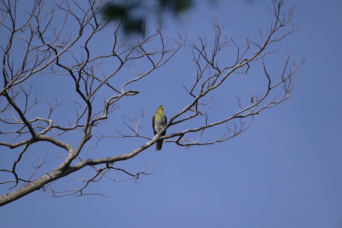 White-bellied Green-Pigeon - ML618804510