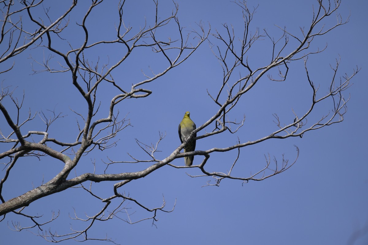 White-bellied Green-Pigeon - ML618804511