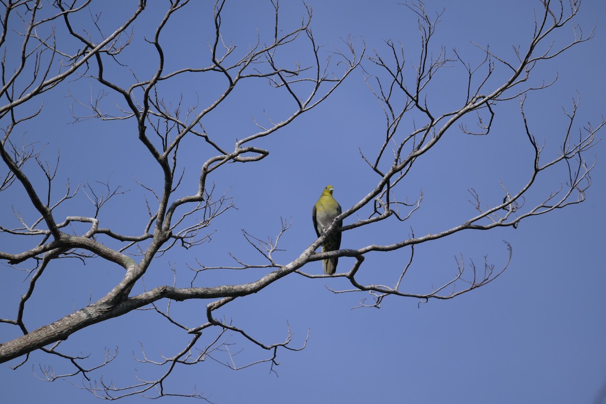 White-bellied Green-Pigeon - ML618804512