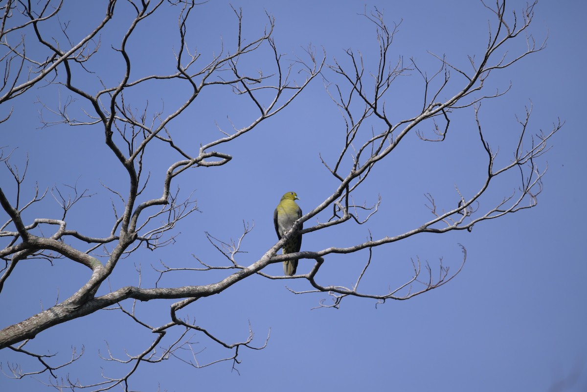 White-bellied Green-Pigeon - Isaac Lang