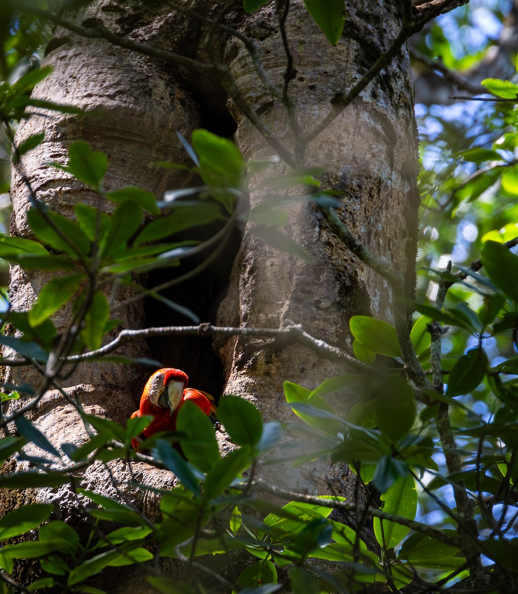 Scarlet Macaw - Peek Ehlinger