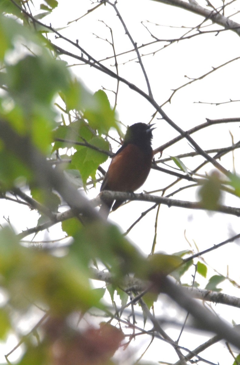 Orchard Oriole - ML618804548