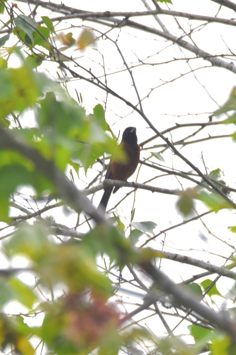 Orchard Oriole - ML618804549