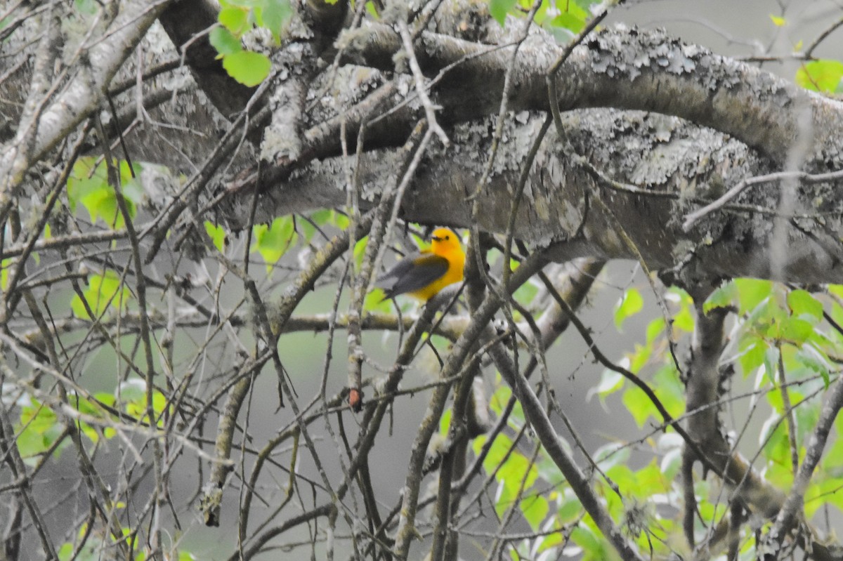 Prothonotary Warbler - Old Sam Peabody