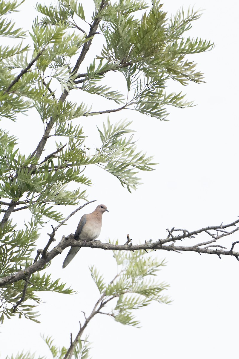 Laughing Dove - ML618804572