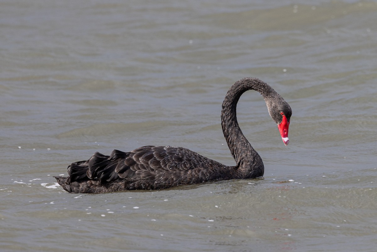 Black Swan - Dave Kitt