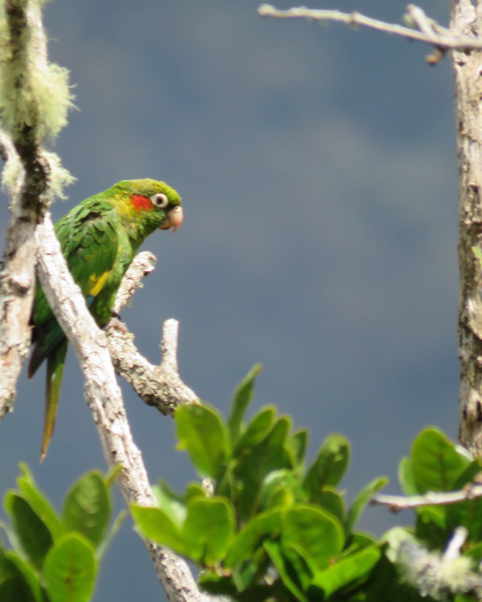 Sulphur-winged Parakeet - Karen Rose