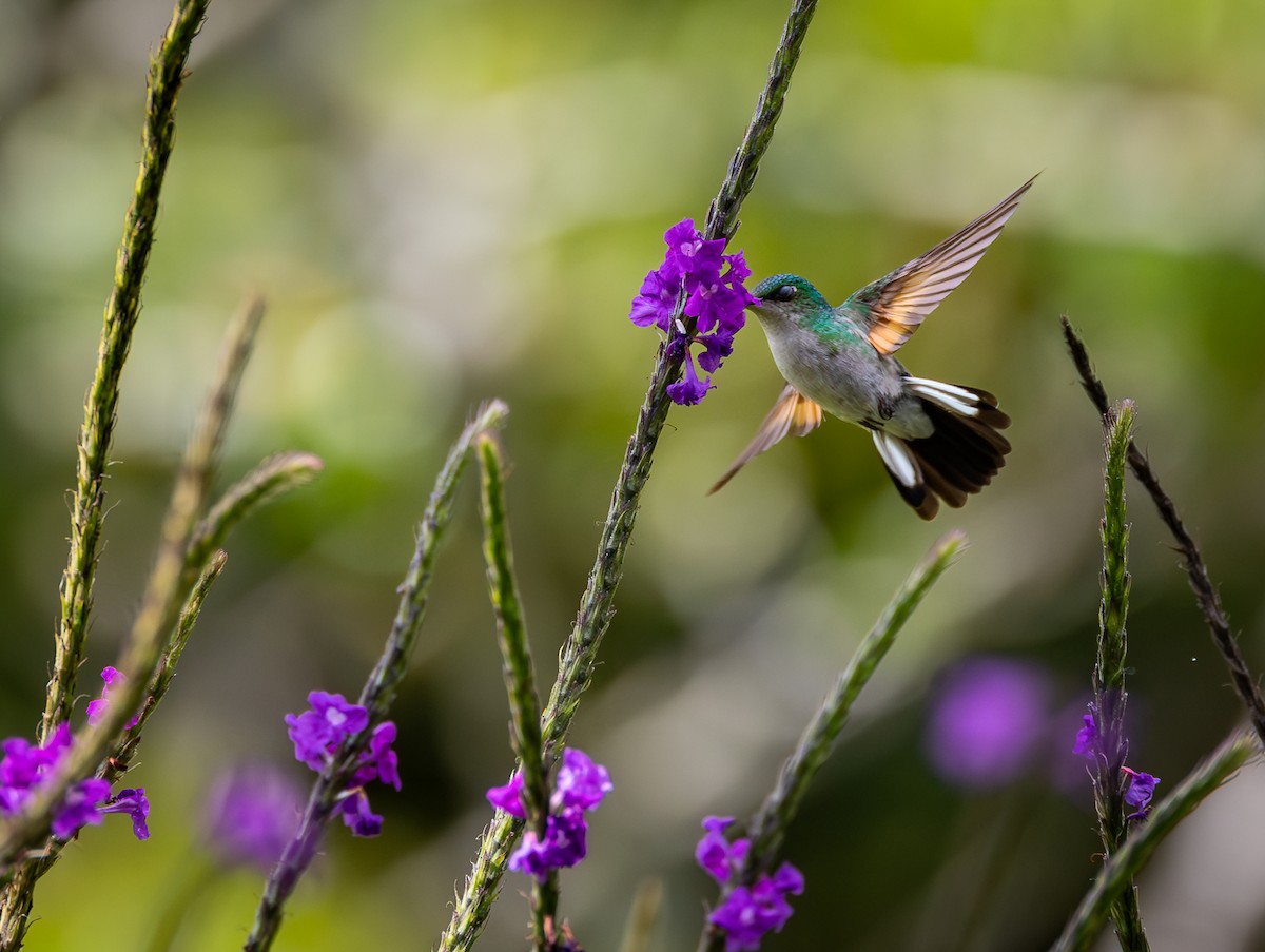 Stripe-tailed Hummingbird - Peek Ehlinger