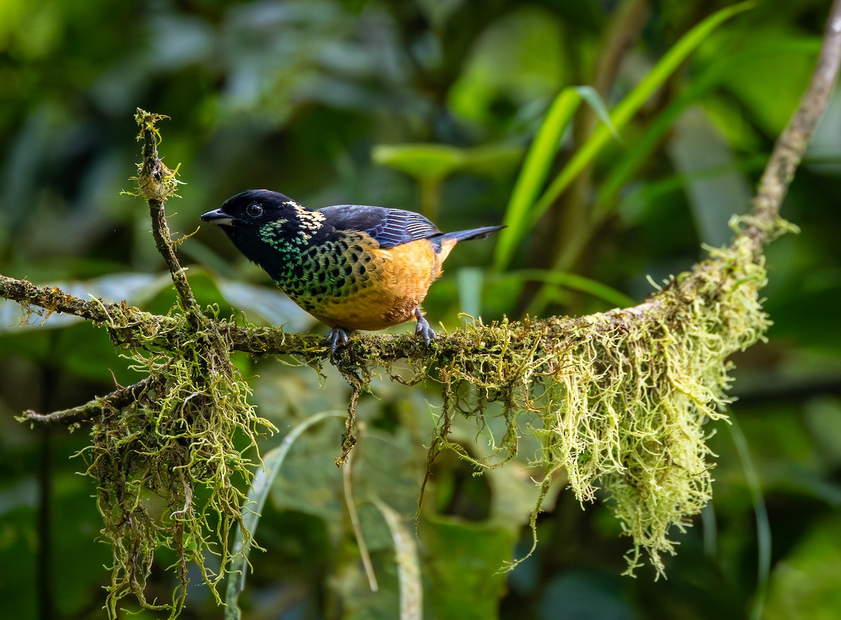 Spangle-cheeked Tanager - ML618804713