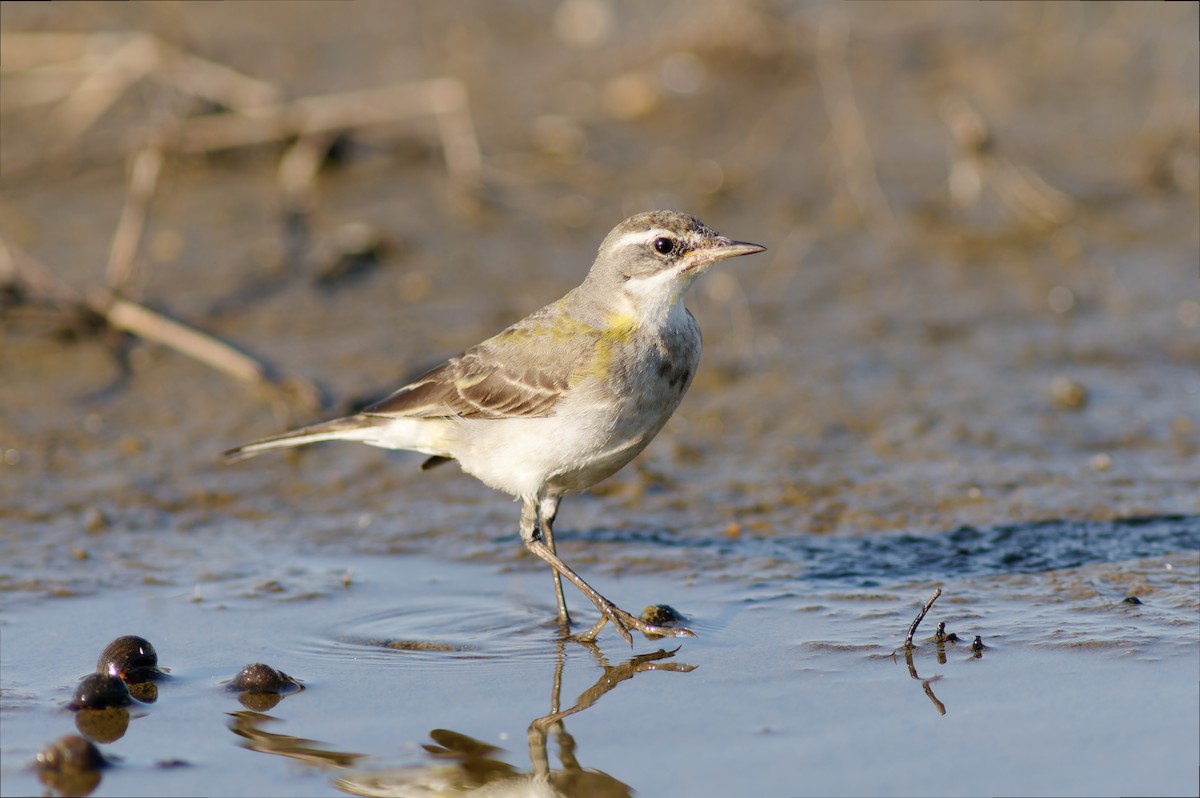 Eastern Yellow Wagtail - Se Chea