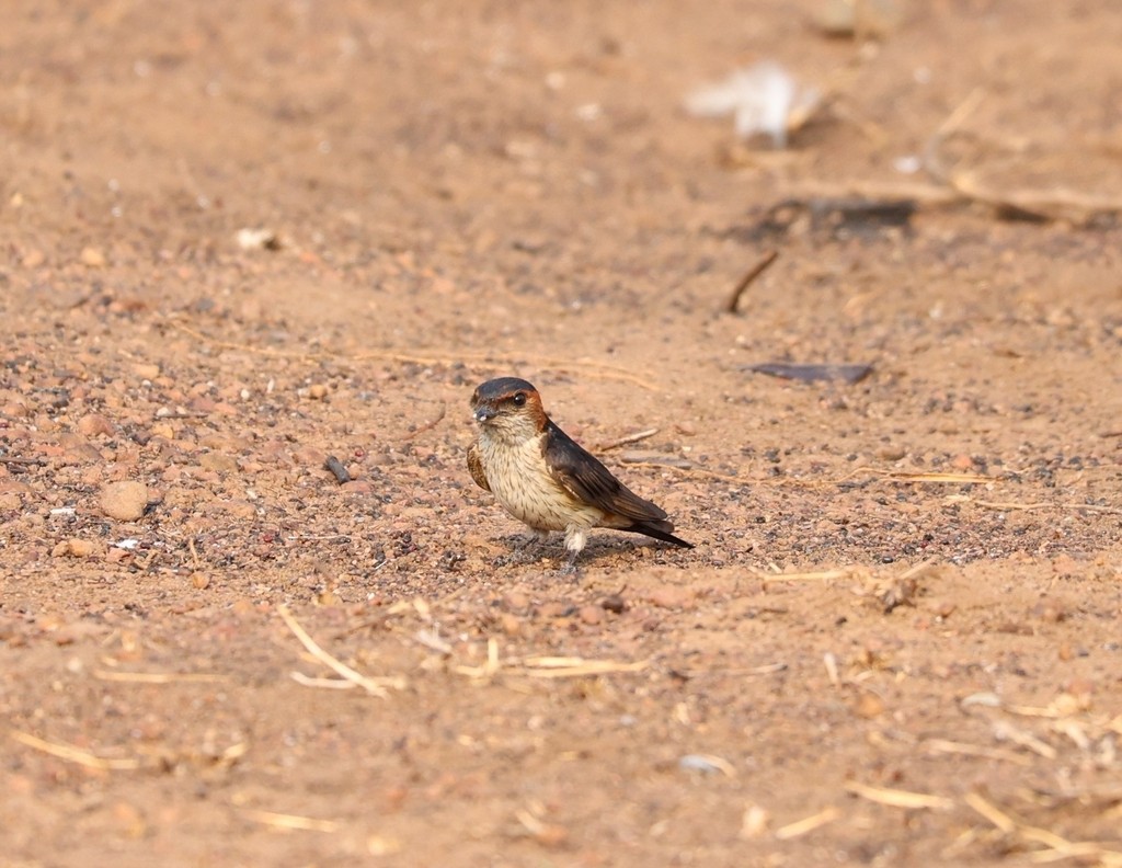 Red-rumped Swallow - Gannu 03