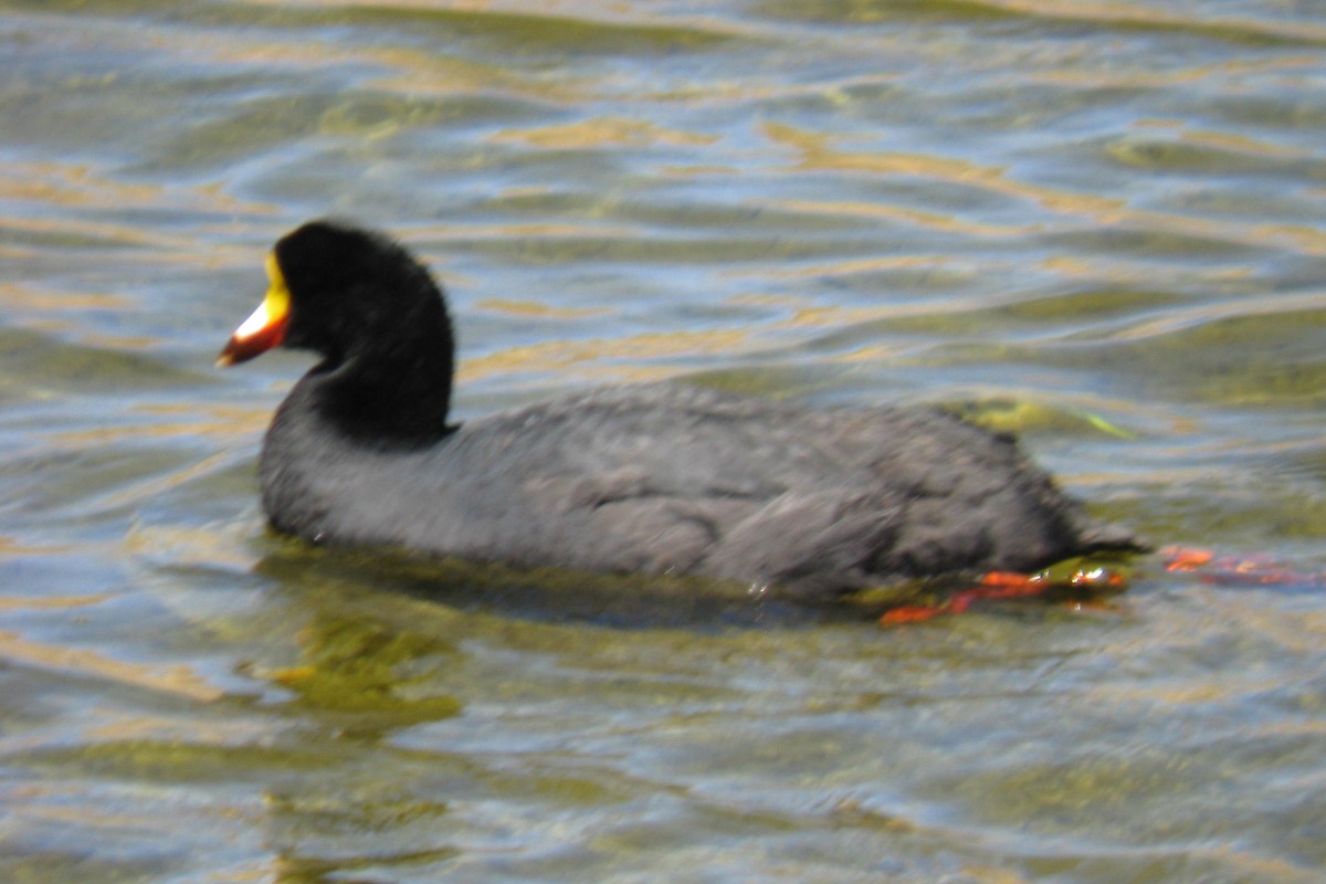 Giant Coot - ML618804736