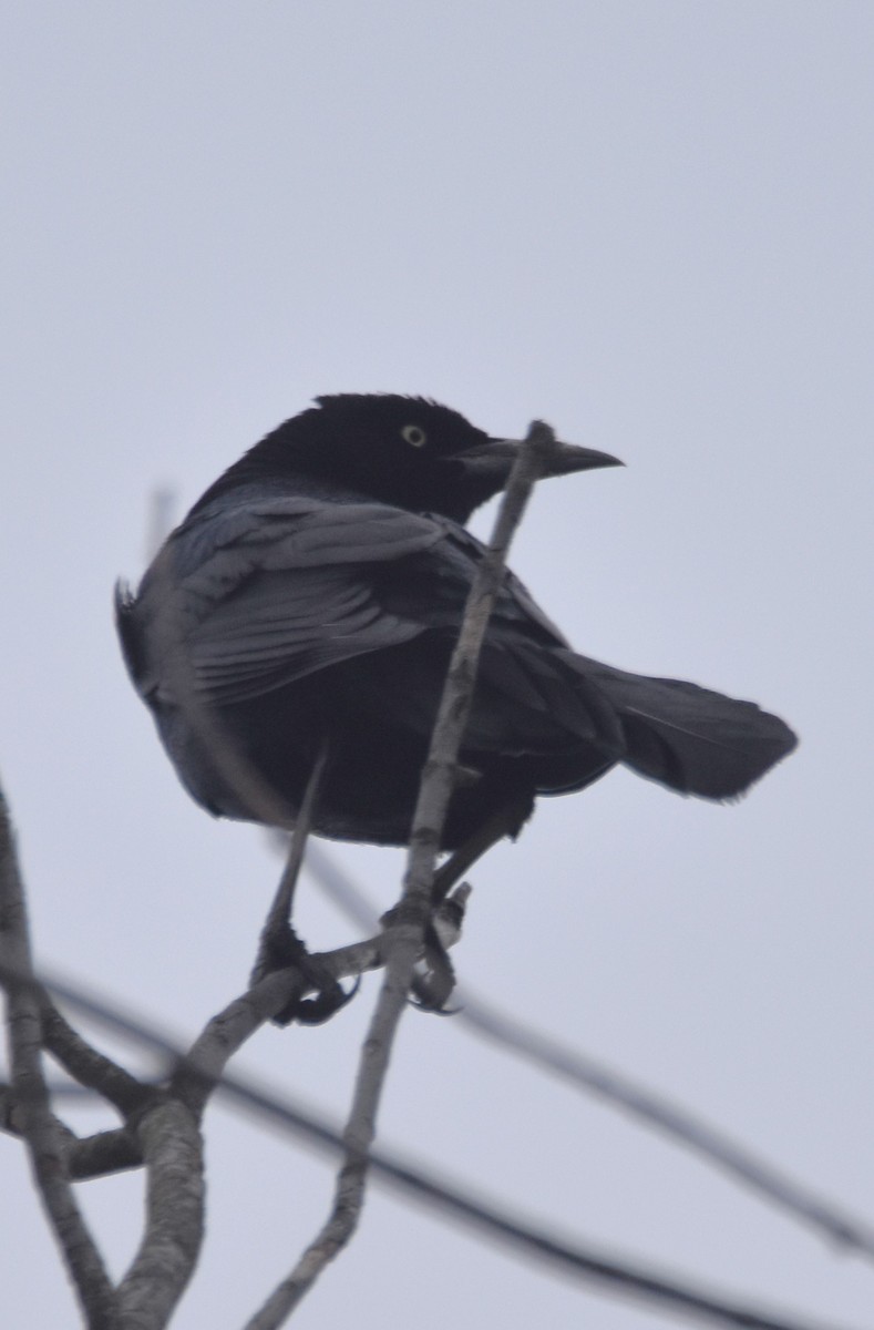 Boat-tailed Grackle - ML618804742