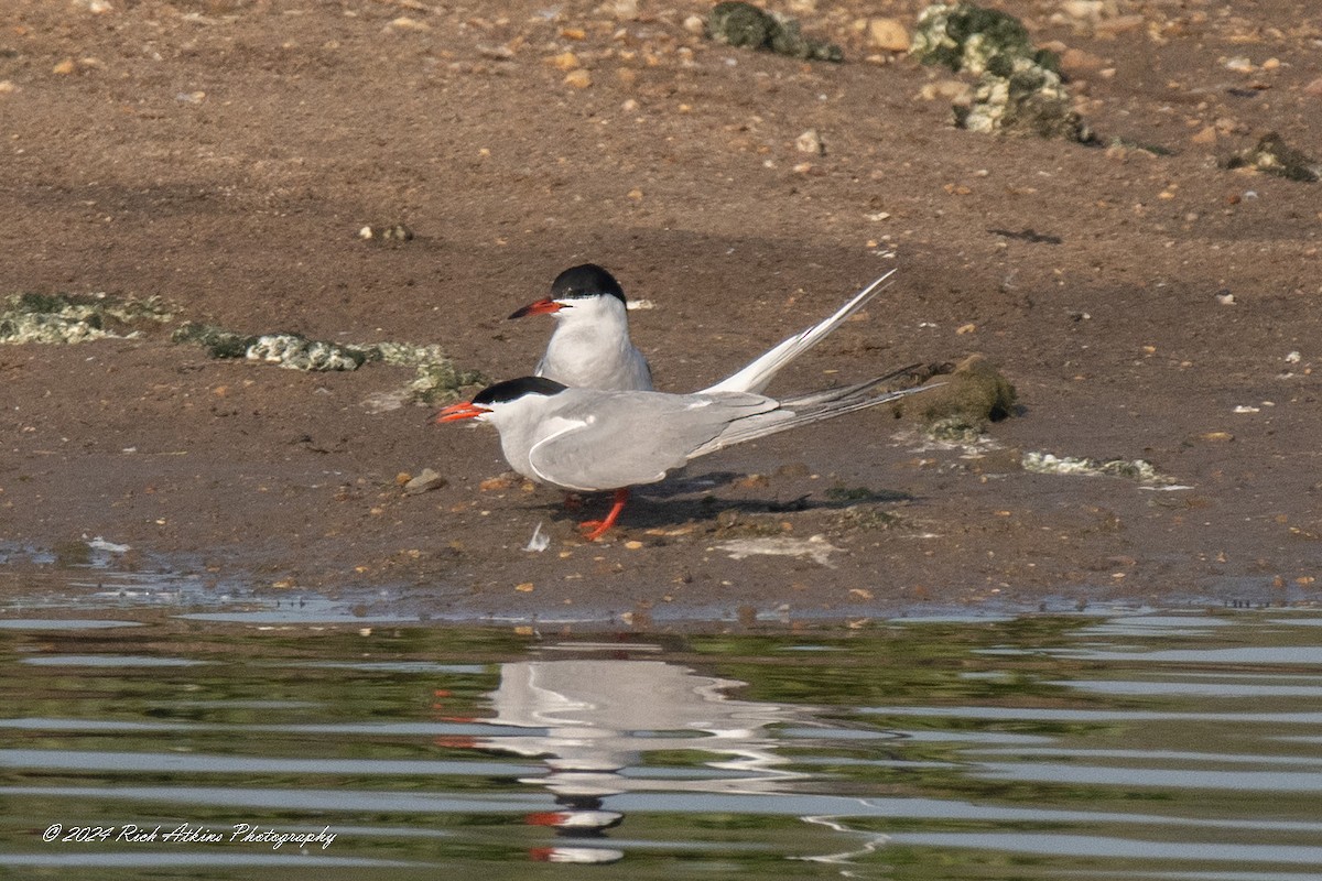 Common Tern - ML618804758