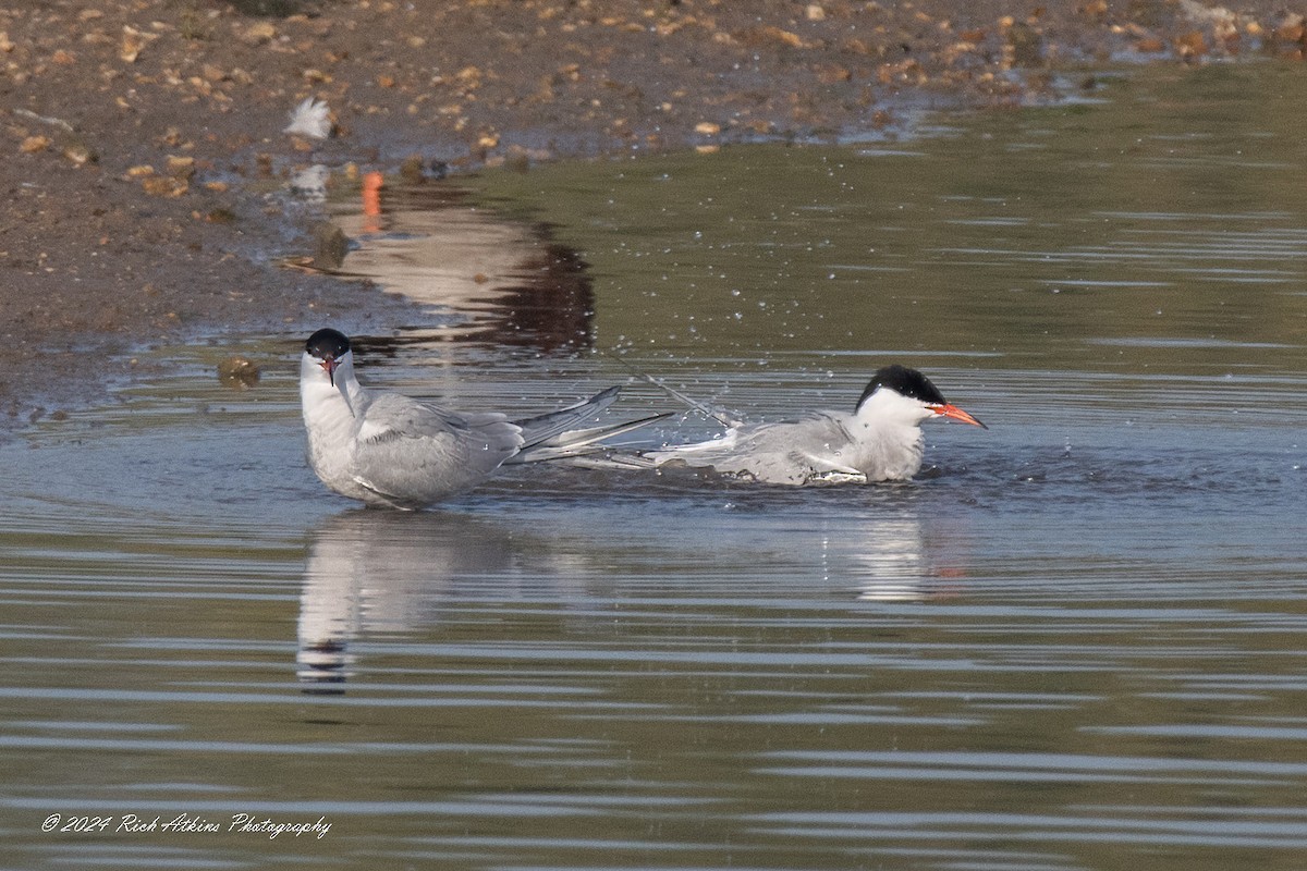 Common Tern - Richard Atkins