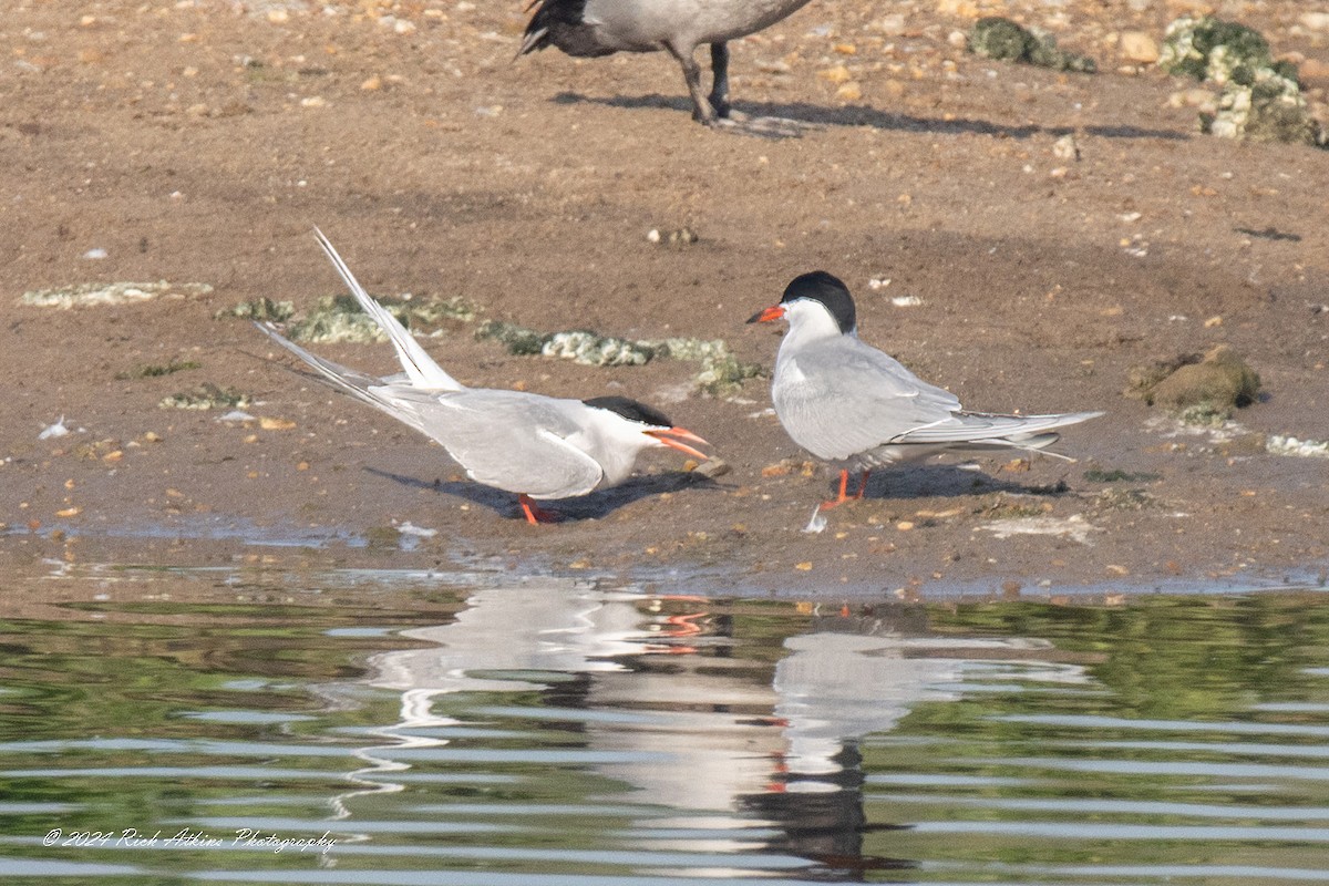 Common Tern - ML618804765
