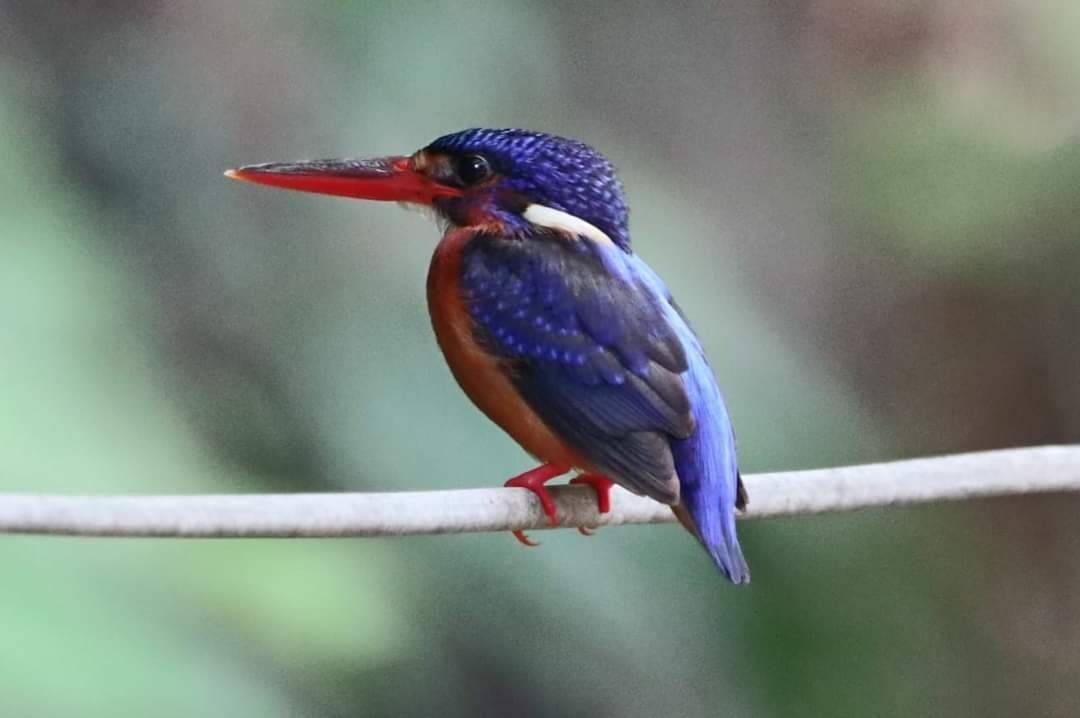 Blue-eared Kingfisher - ML618804771