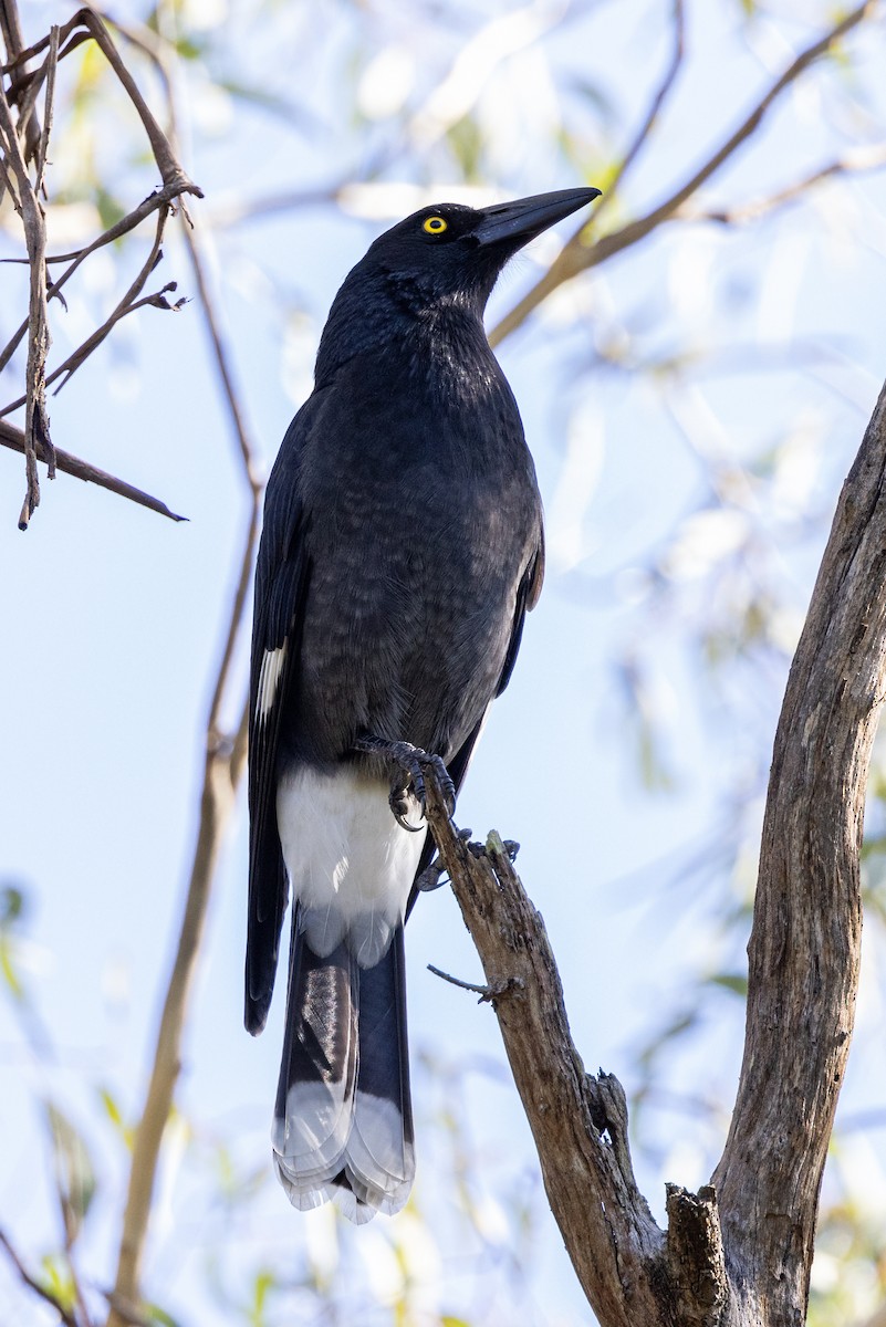Pied Currawong - ML618804802