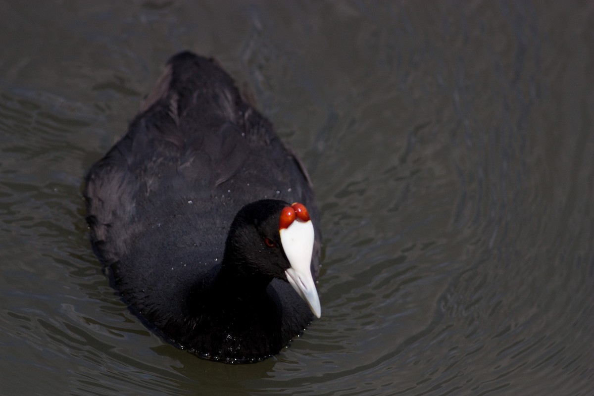 Red-knobbed Coot - ML618804811