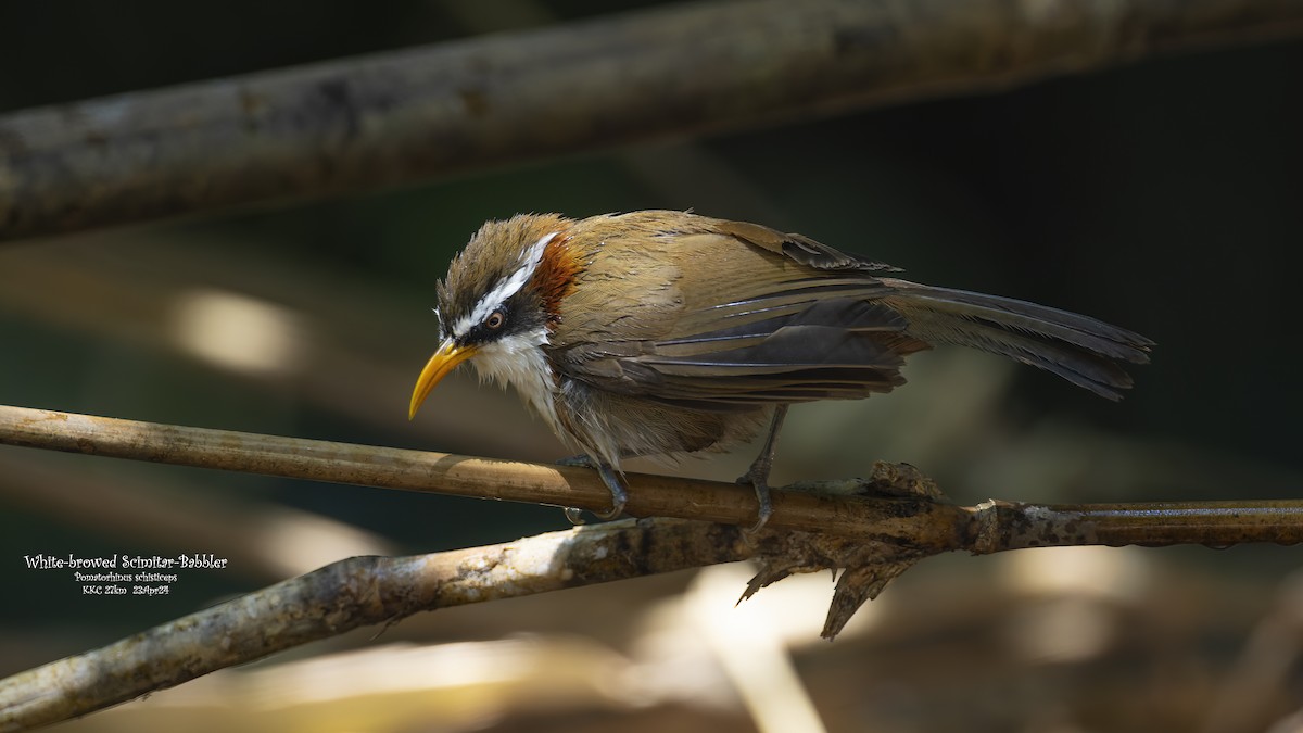 White-browed Scimitar-Babbler - Kenneth Cheong