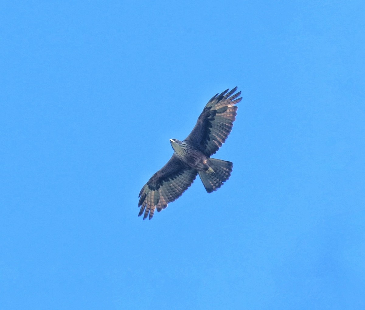 Rufous-bellied Eagle - ML618804836
