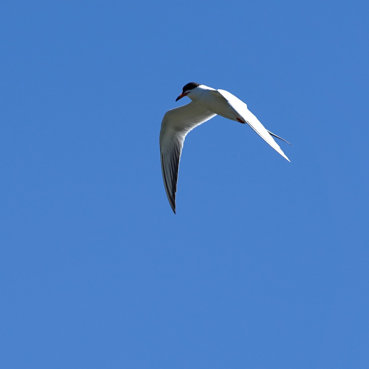 Forster's Tern - mang mike