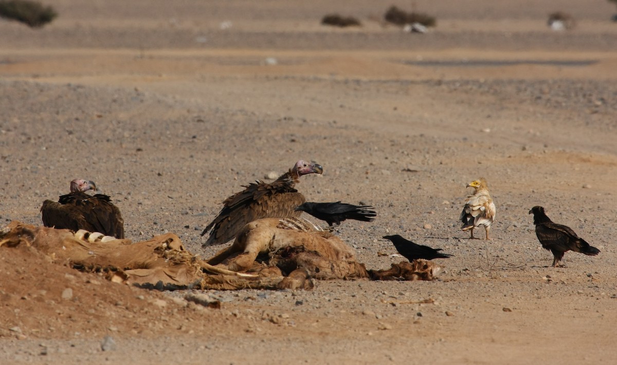 Lappet-faced Vulture - ML618804957