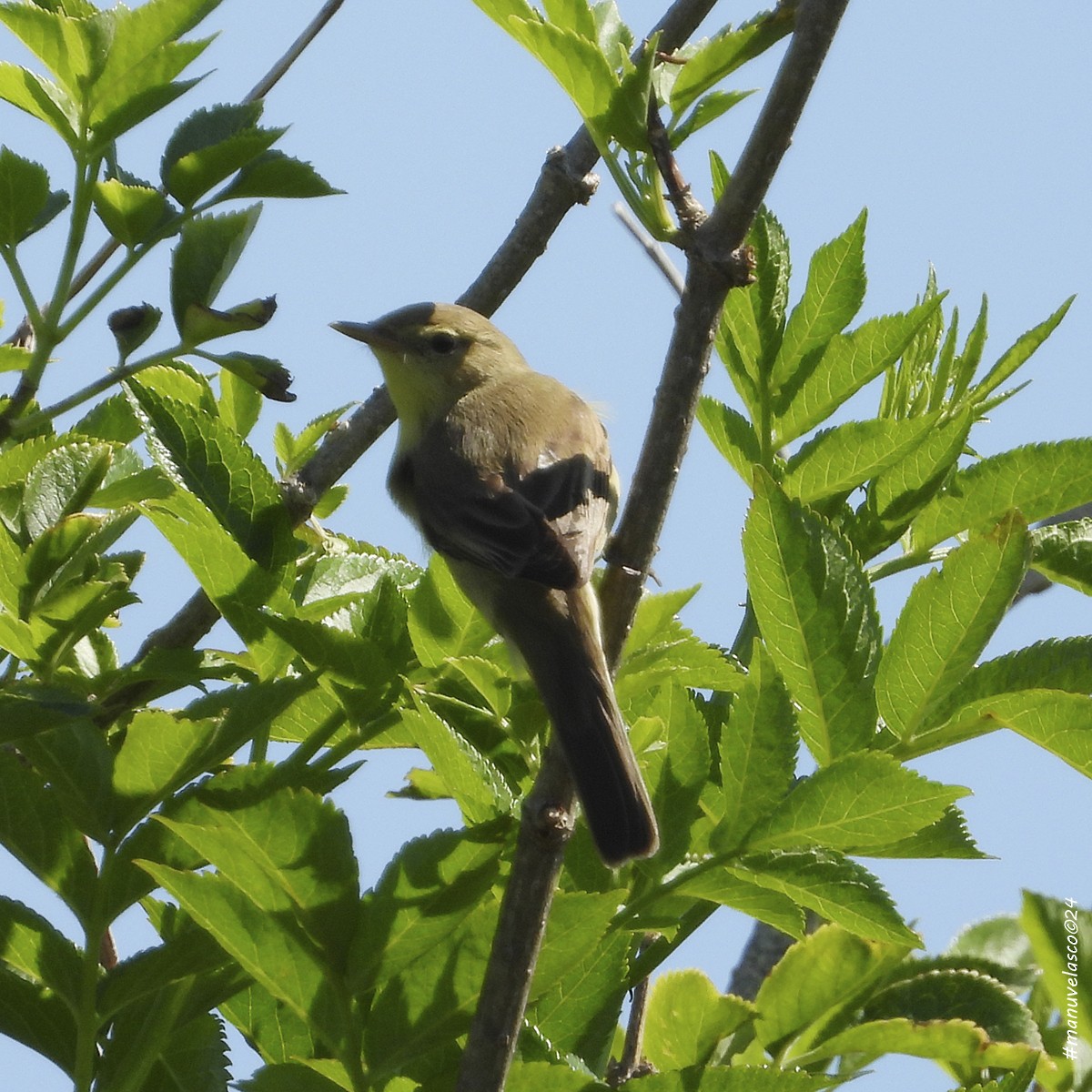 Melodious Warbler - ML618804978