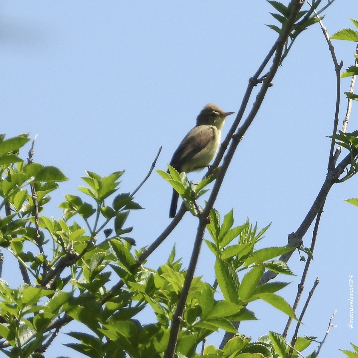 Melodious Warbler - ML618805027