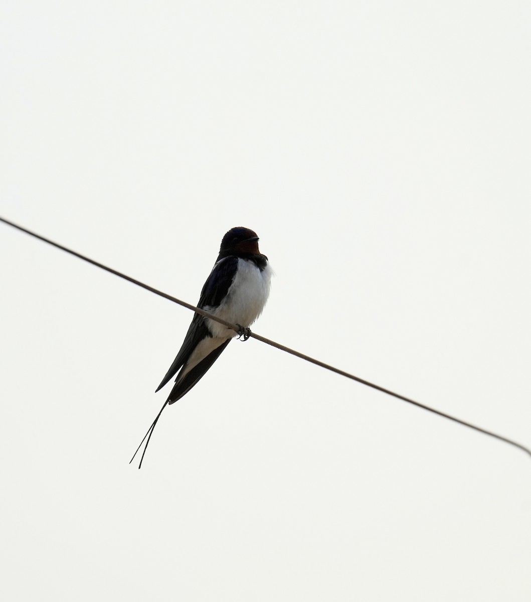 Barn Swallow - ML618805044