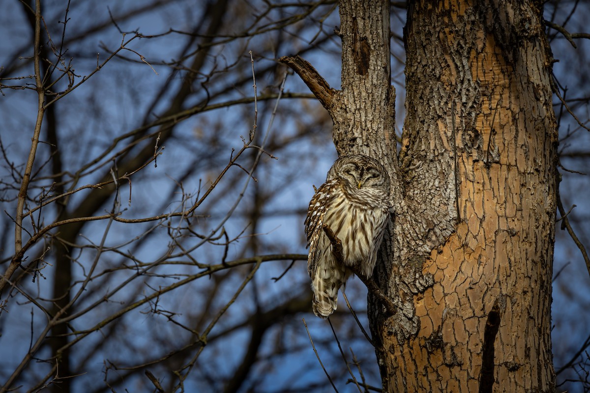 Barred Owl - Peek Ehlinger