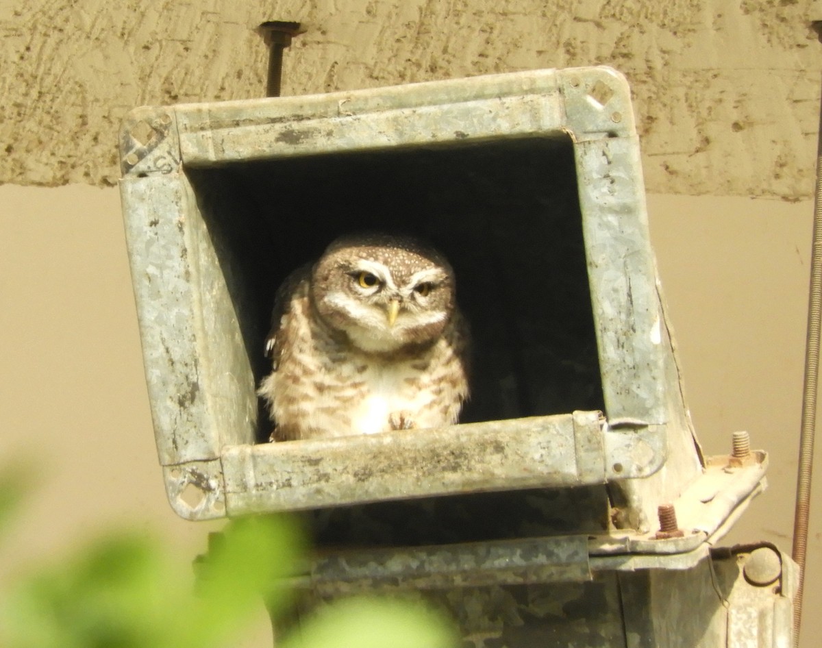 Spotted Owlet - ML618805080
