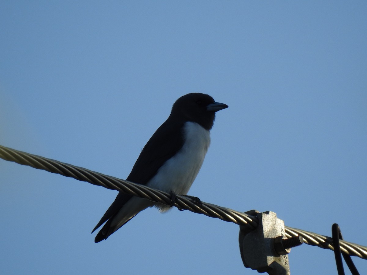White-breasted Woodswallow - ML618805090