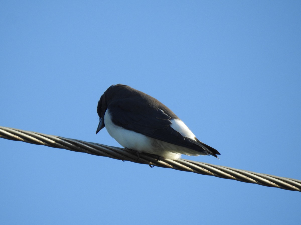 White-breasted Woodswallow - ML618805097