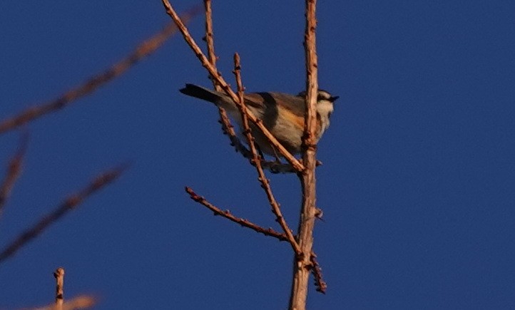 Red-flanked Bluetail - ML618805129