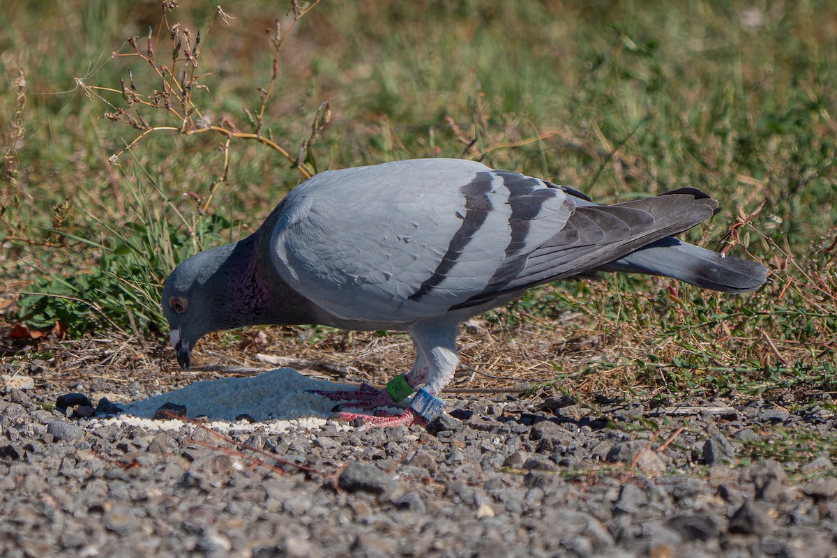 Pigeon biset (forme domestique) - ML618805158