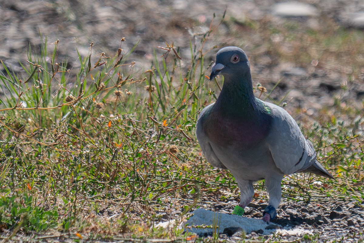 Rock Pigeon (Feral Pigeon) - ML618805159
