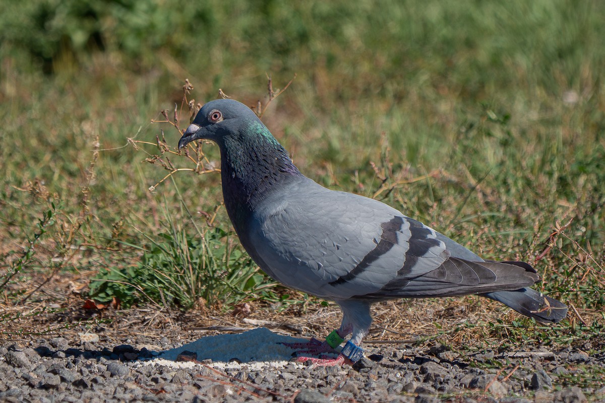 Pigeon biset (forme domestique) - ML618805160
