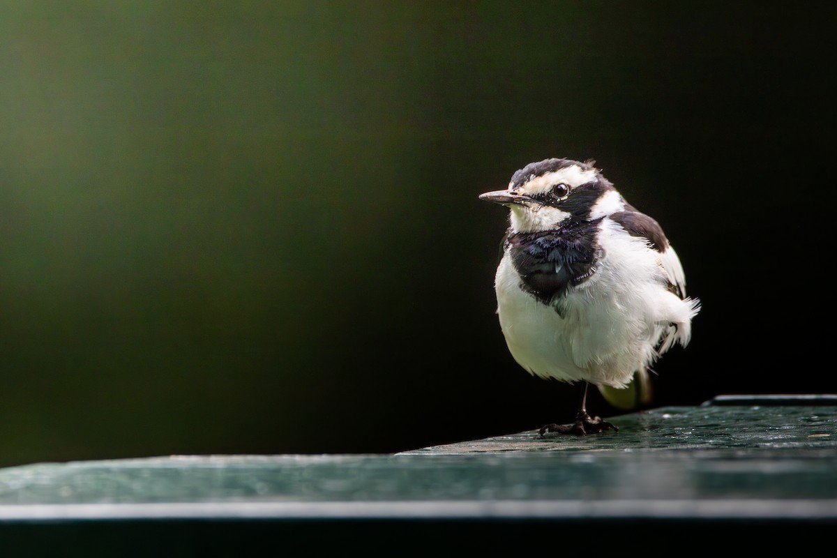 African Pied Wagtail - ML618805169