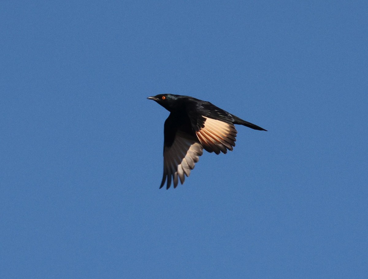 Pale-winged Starling - Zoë Lunau