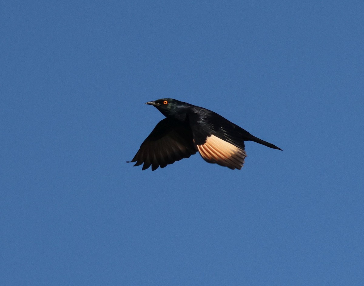 Pale-winged Starling - ML618805183