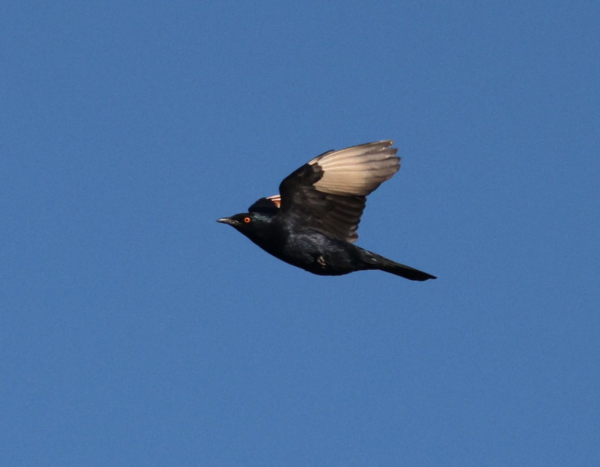 Pale-winged Starling - ML618805184