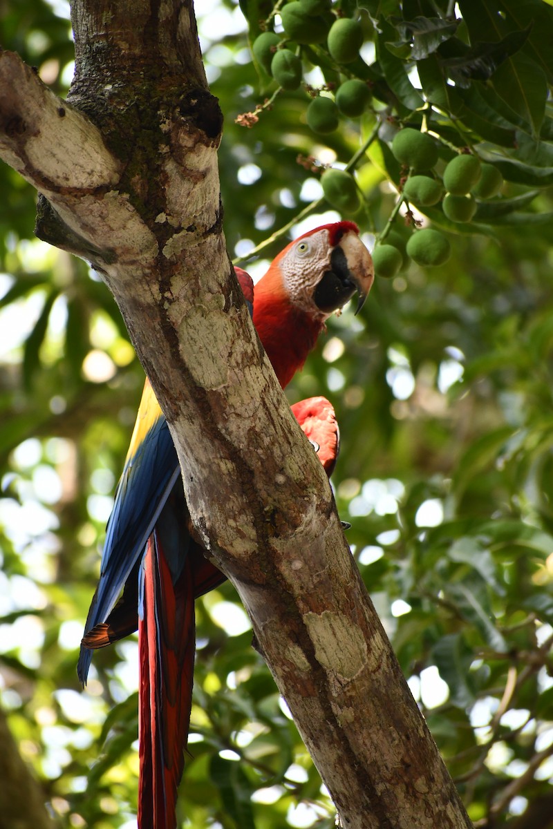 Scarlet Macaw - elsa reid