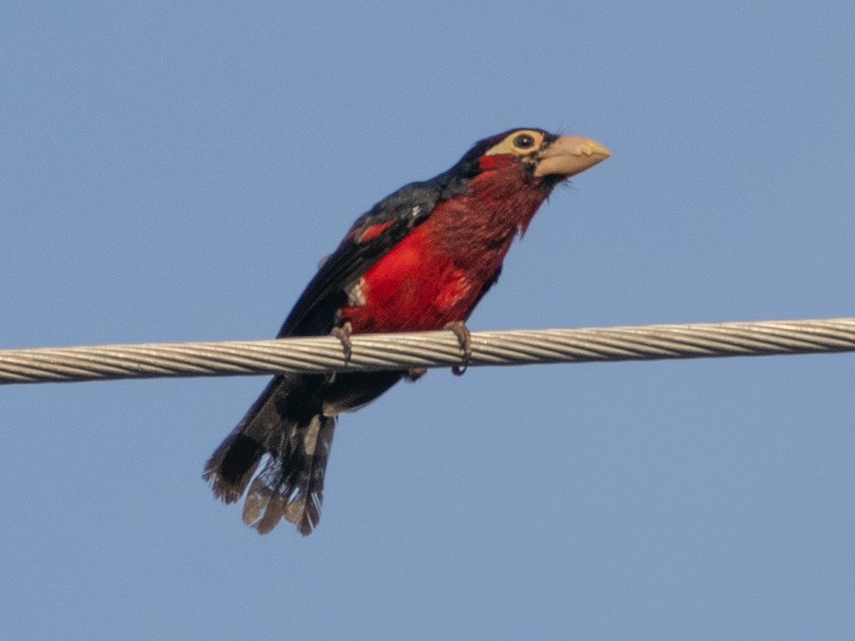 Double-toothed Barbet - ML618805199