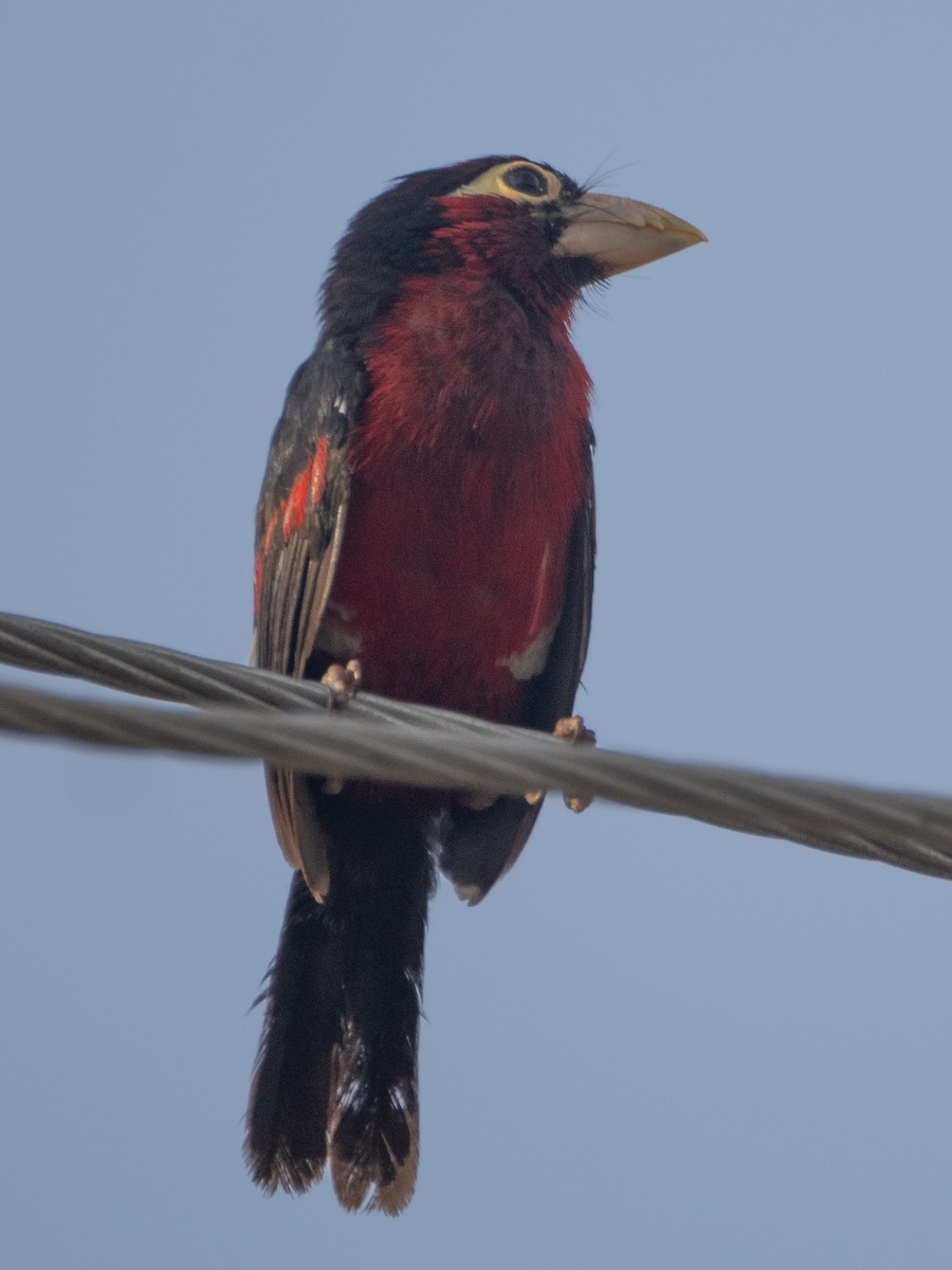 Double-toothed Barbet - ML618805200