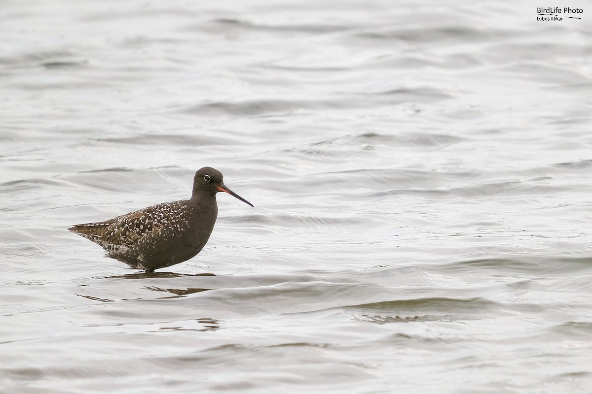 Spotted Redshank - ML618805209