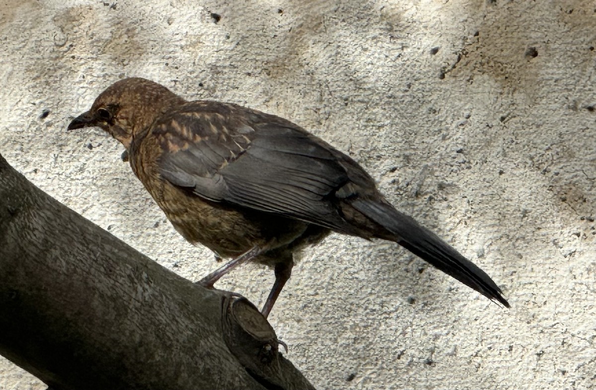 Eurasian Blackbird - ML618805254