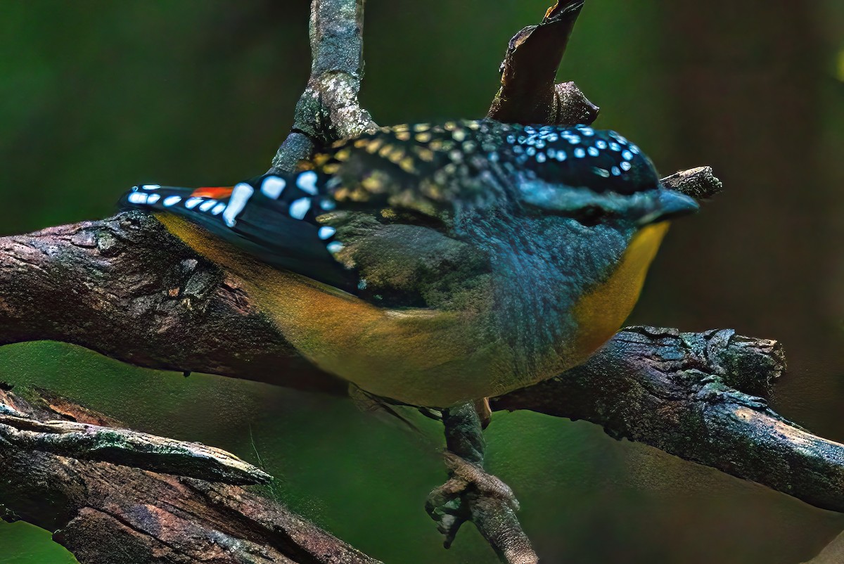 Spotted Pardalote (Spotted) - ML618805284
