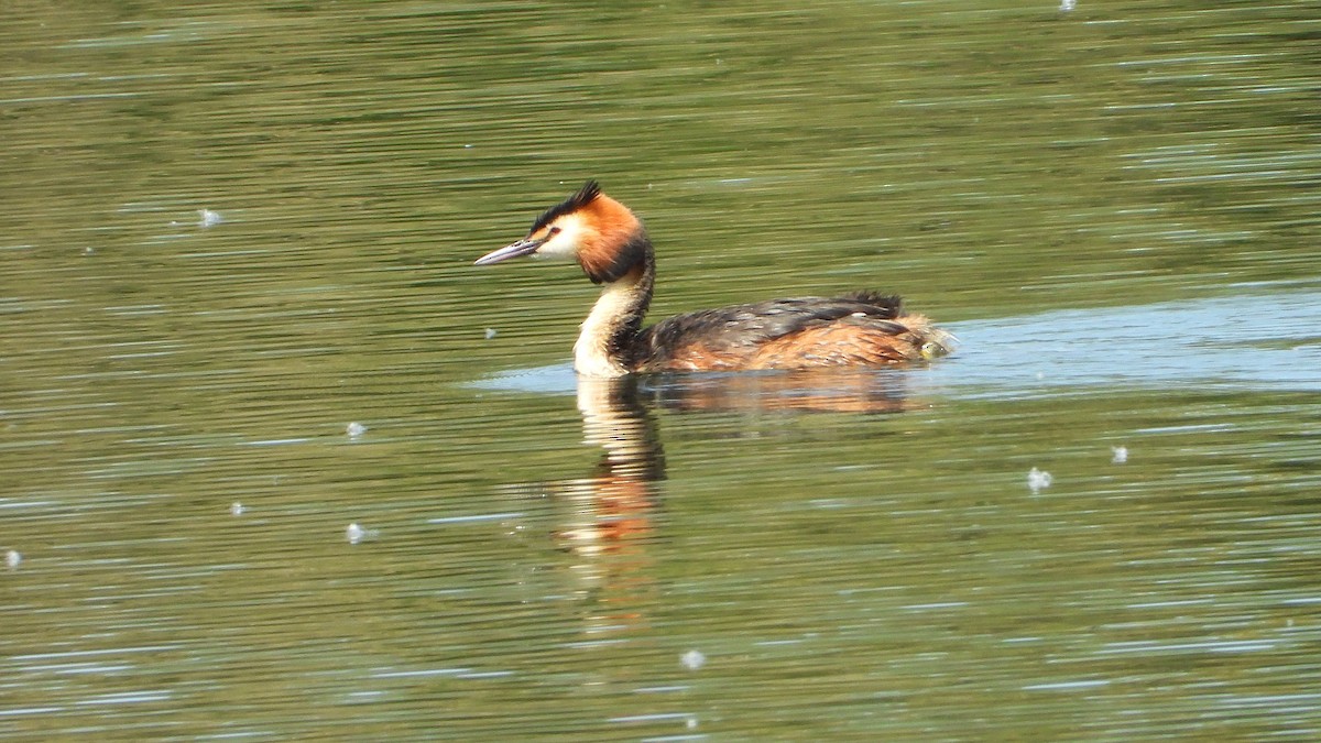 Great Crested Grebe - ML618805287